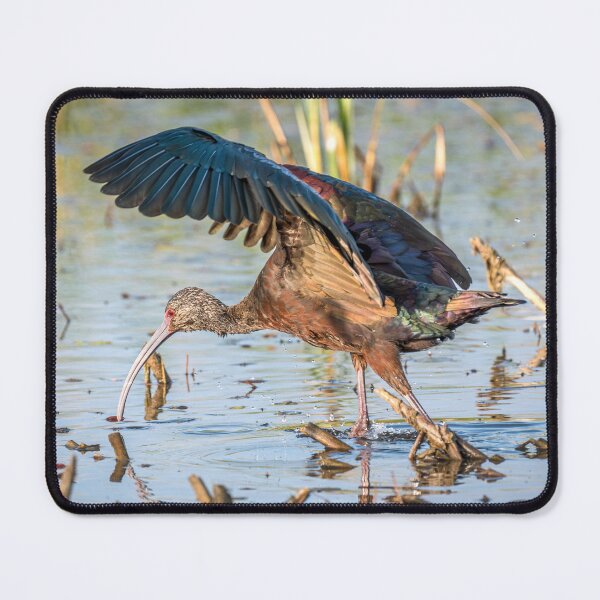 Item preview, Ibis Hunting in the Wetlands designed and sold by Debra Martz.