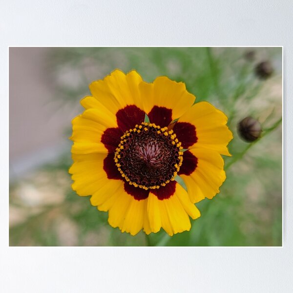 Item preview, Florida wildflower designed and sold by Jmb67.