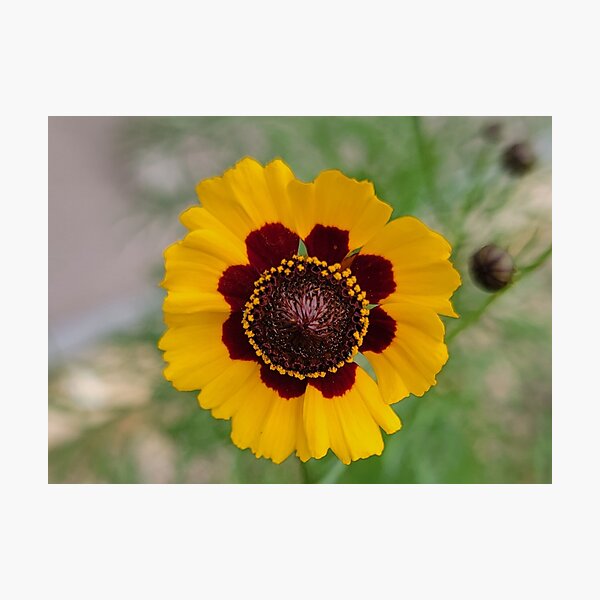 Item preview, Florida wildflower designed and sold by Jmb67.