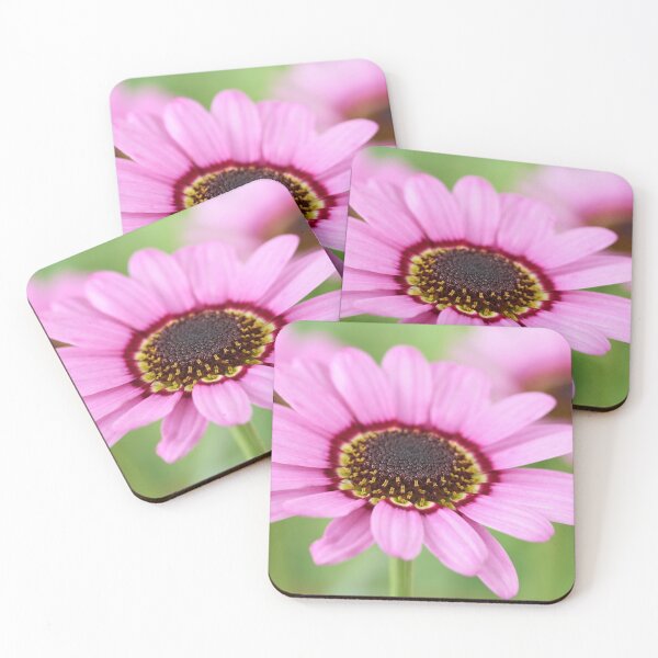 Item preview, Argyranthemum  Grandaisy Pink  Marguerite  Grandaisy Series  designed and sold by Chris Burrows.