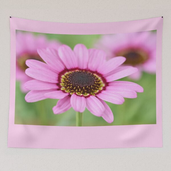 Item preview, Argyranthemum  Grandaisy Pink  Marguerite  Grandaisy Series  designed and sold by Chris Burrows.