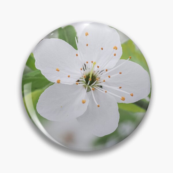 Item preview, white plum blossoms designed and sold by MS.photo.