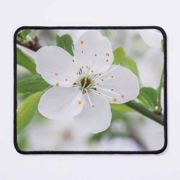 Item preview, white plum blossoms designed and sold by MS.photo.
