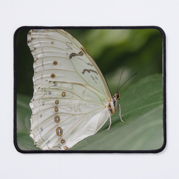 Item preview, White Morpho designed and sold by MS.photo.