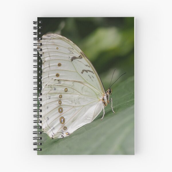 Item preview, White Morpho designed and sold by MS.photo.