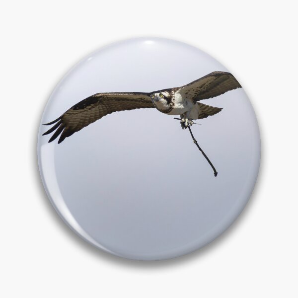 Item preview, Female Osprey with nesting material 4-5-2026. designed and sold by Thomasyoung.