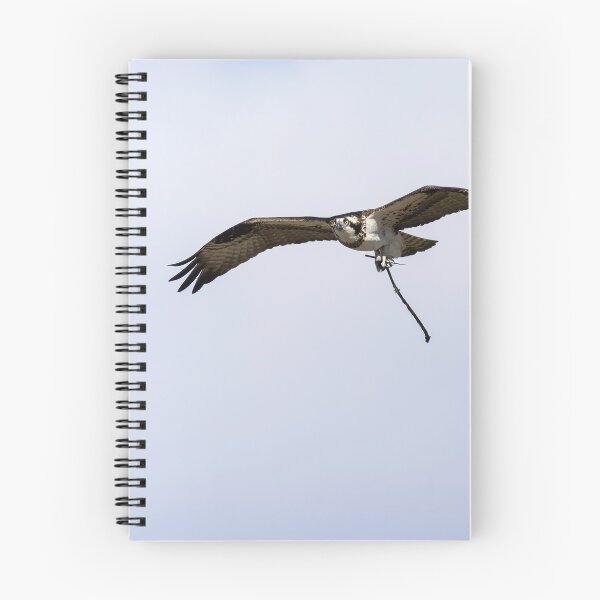 Item preview, Female Osprey with nesting material 4-5-2026. designed and sold by Thomasyoung.