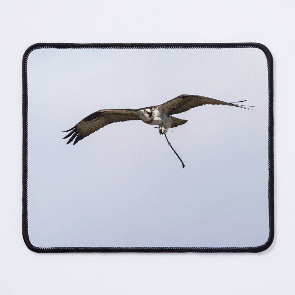 Item preview, Female Osprey with nesting material 4-5-2026. designed and sold by Thomasyoung.