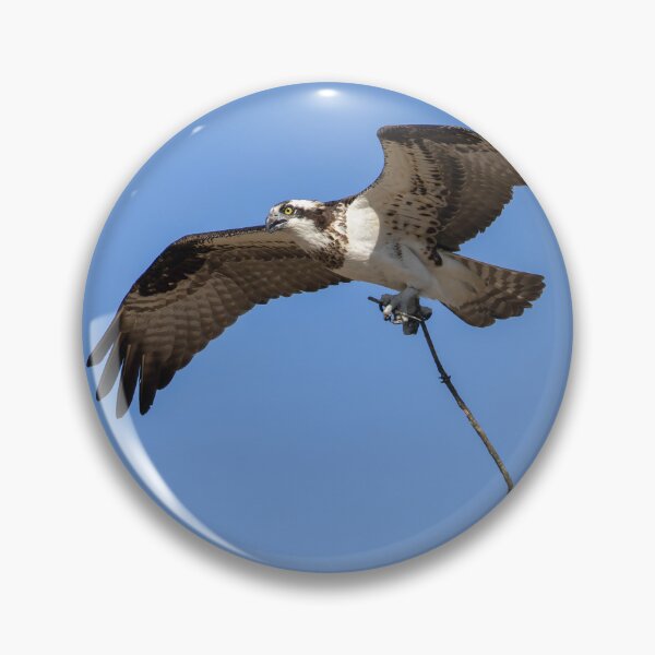 Item preview, Female Osprey with nesting material #2 4-5-2026. designed and sold by Thomasyoung.