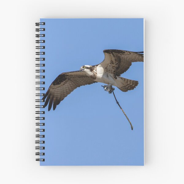 Item preview, Female Osprey with nesting material #2 4-5-2026. designed and sold by Thomasyoung.