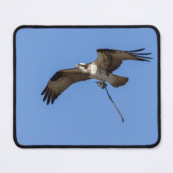 Item preview, Female Osprey with nesting material #2 4-5-2026. designed and sold by Thomasyoung.