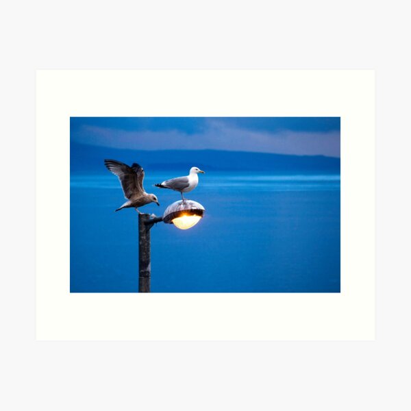Gulls Art Print