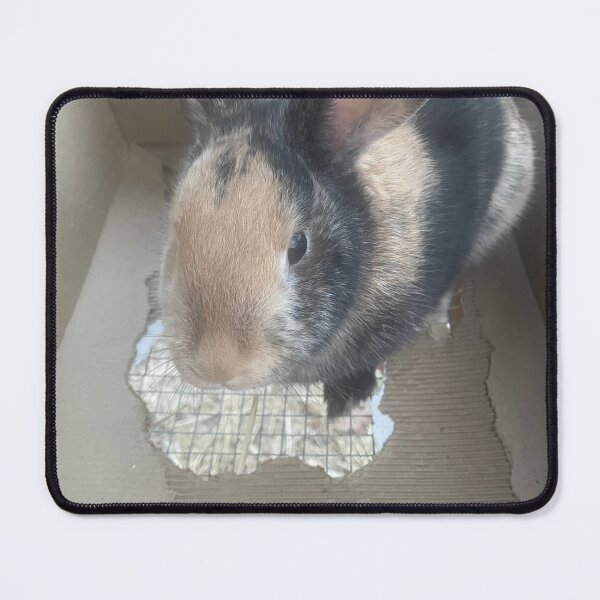 Item preview, Bunny in box designed and sold by Puregel.