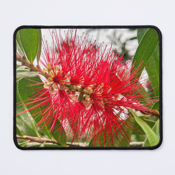 Item preview, Crimson Bottlebrush Native Flower designed and sold by Be Captured by Brittany Emma.