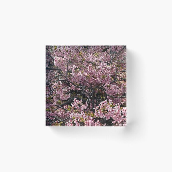Item preview, Kawazu Cherry Blossoms designed and sold by alexisnazitto.