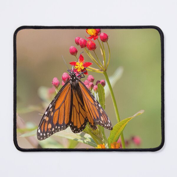 Item preview, Monarch Butterfly on Milkweed designed and sold by CarolM.