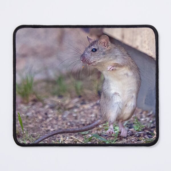 Item preview, Rat Snack designed and sold by CarolM.