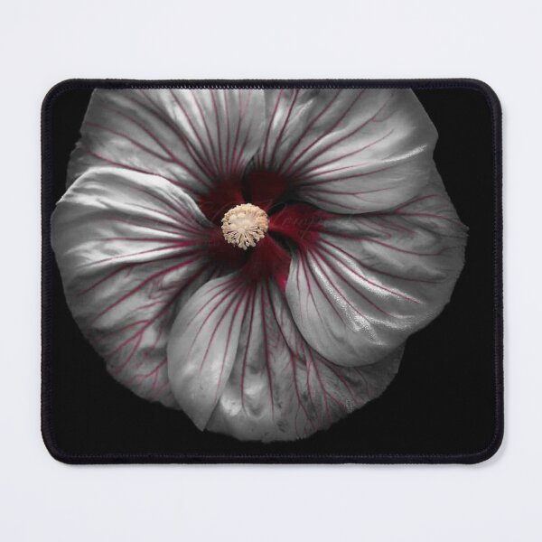 Item preview, Silver Hibiscus Bloom with Crimson Veins designed and sold by Dujosufot.