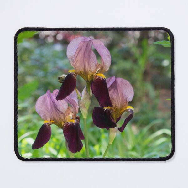Item preview, Purple and Violet Bi-color Iris Trio in Bloom designed and sold by Georgia Mizuleva.