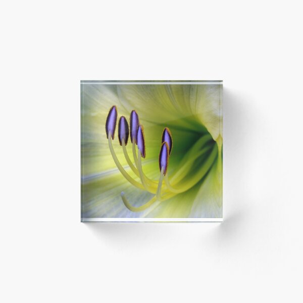 Artikelvorschau, Gelbe Lilie - 8 x 10 Format entworfen und verkauft von acellis13.