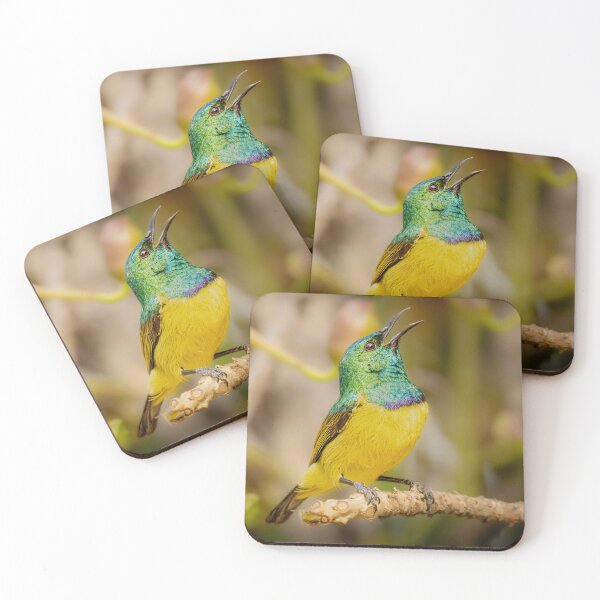 Item preview, Collared Sunbird Singing - Iridescent African Bird Portrait Photography, Kruger National Park designed and sold by Johnathan Robinson Photography.