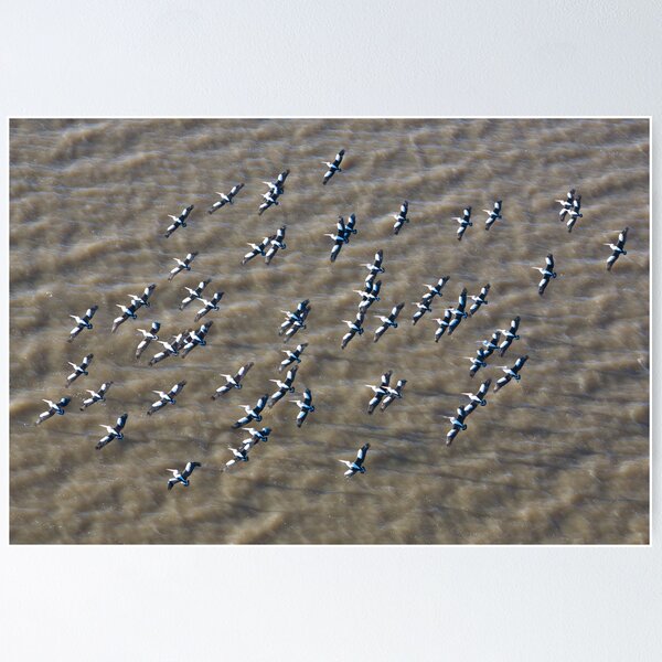 Item preview, Pelicans over Lake Eyre designed and sold by Jocelyn Pride.