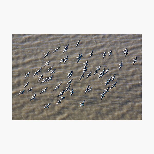 Item preview, Pelicans over Lake Eyre designed and sold by Jocelyn Pride.