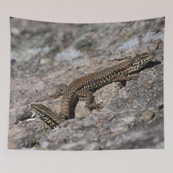 Item preview, Two lizards on a warm stone designed and sold by ShahrukMoments.