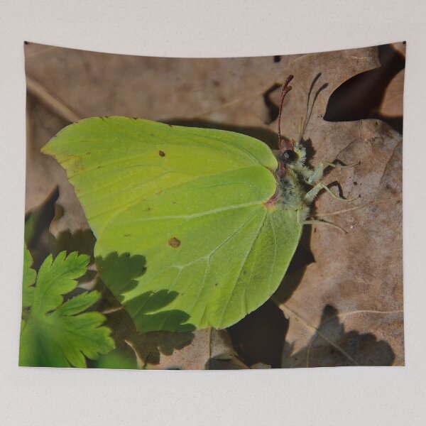 Item preview, Lemon butterfly on dry leaves designed and sold by ShahrukMoments.