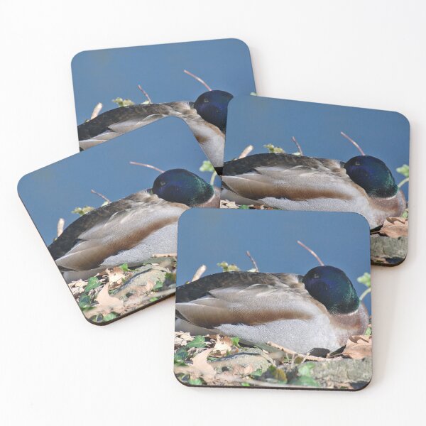 Item preview, Resting mallard on the shore designed and sold by ShahrukMoments.