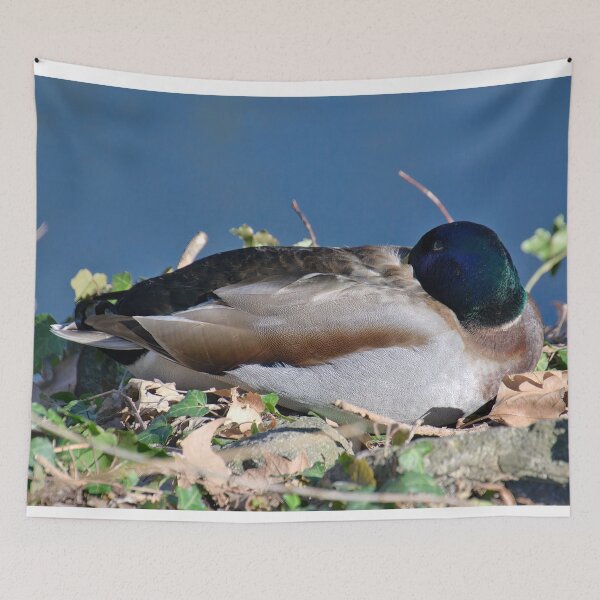 Item preview, Resting mallard on the shore designed and sold by ShahrukMoments.