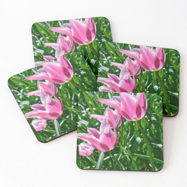 Item preview, Lily-flowered tulip 'Ballade' in sunlight designed and sold by ShahrukMoments.
