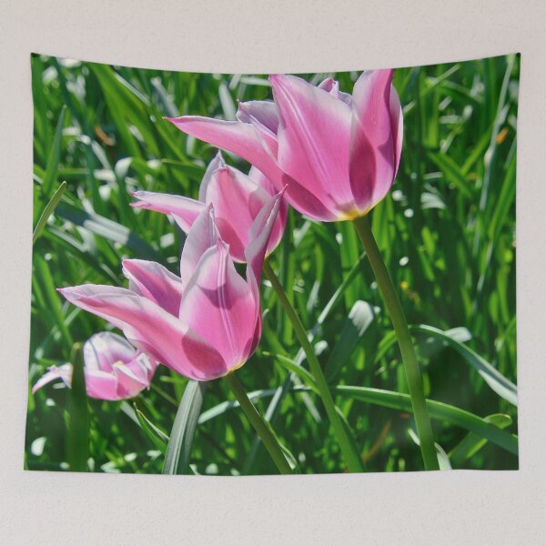 Item preview, Lily-flowered tulip 'Ballade' in sunlight designed and sold by ShahrukMoments.