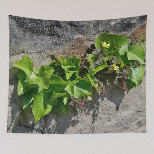 Item preview, Ivy and wood sorrel on a stone wall designed and sold by ShahrukMoments.