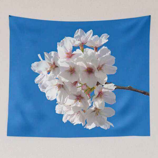Item preview, Japanese flowering cherry tree against a blue sky designed and sold by ShahrukMoments.