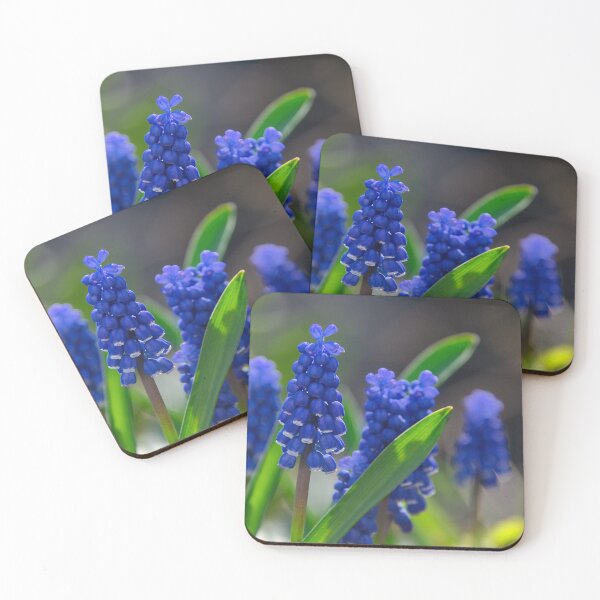 Item preview, Grape hyacinths in the spring light designed and sold by ShahrukMoments.
