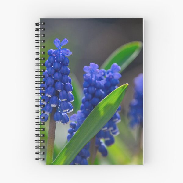 Item preview, Grape hyacinths in the spring light designed and sold by ShahrukMoments.