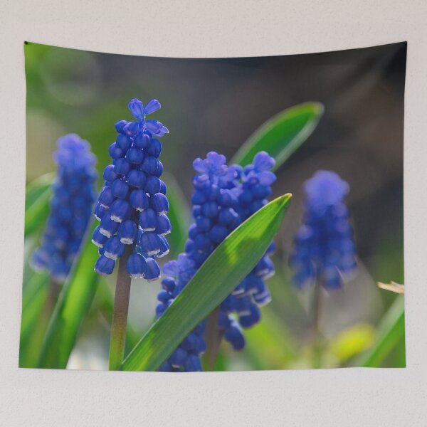 Item preview, Grape hyacinths in the spring light designed and sold by ShahrukMoments.