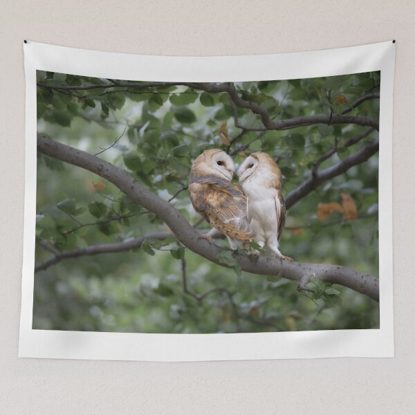 Item preview, two barn owls in the forest designed and sold by BCBphotography.