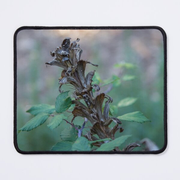 Item preview, Close-Up Of Dried Wildflower Seed Head With Green Leaves In Woodland Autumn Light designed and sold by Nmallia.