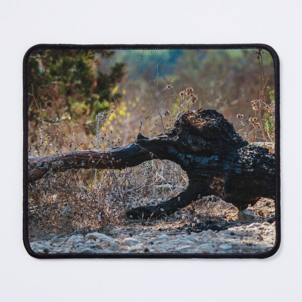 Item preview, Charred Fallen Tree Trunk in Dry Brush on Rocky Hillside After Wildfire designed and sold by Nmallia.