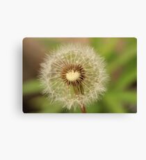 Dandelion Seeds Canvas Print