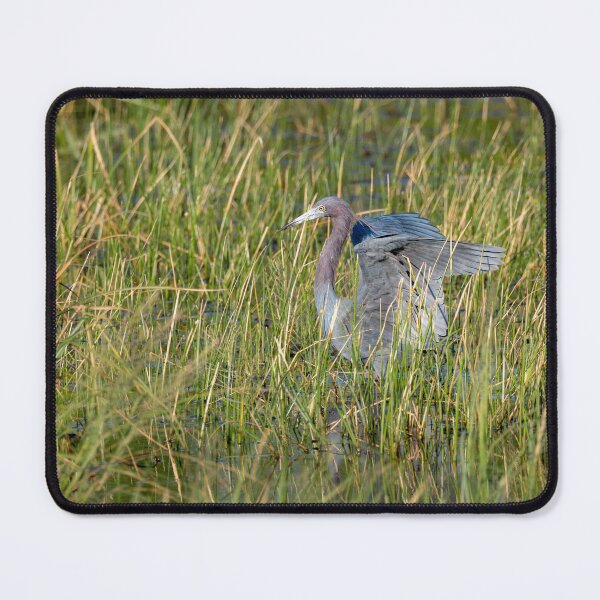 Item preview, Little Blue Heron Landing designed and sold by Debra Martz.