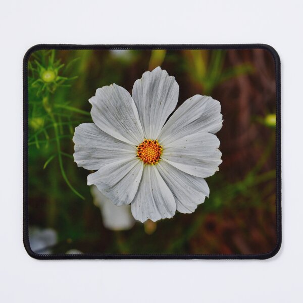 Item preview, Sunlit White Bloom with Golden Center — Macro Floral Photograph designed and sold by Claire_Brown.