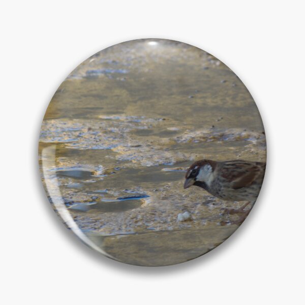 Item preview, House Sparrow Foraging In Puddle Near Concrete Curb With Golden Light Reflection designed and sold by Nmallia.