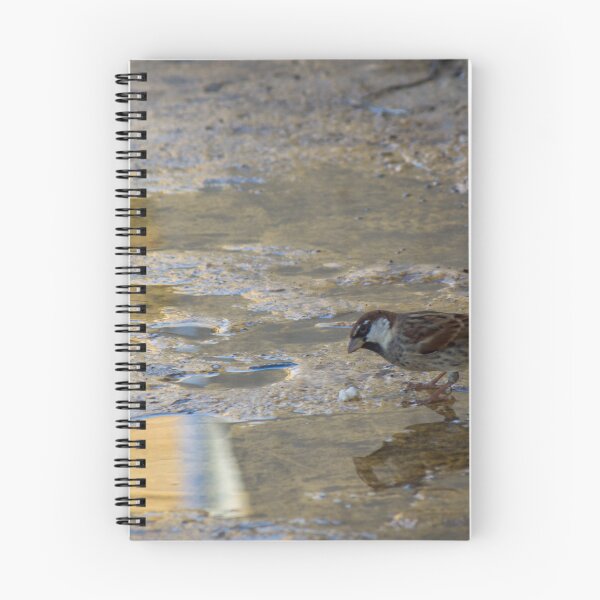 Item preview, House Sparrow Foraging In Puddle Near Concrete Curb With Golden Light Reflection designed and sold by Nmallia.