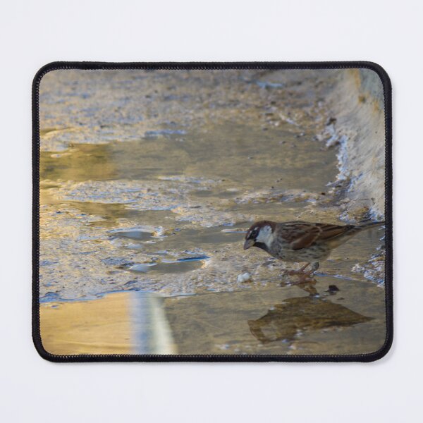 Item preview, House Sparrow Foraging In Puddle Near Concrete Curb With Golden Light Reflection designed and sold by Nmallia.