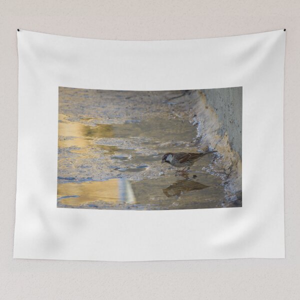 Item preview, House Sparrow Foraging In Puddle Near Concrete Curb With Golden Light Reflection designed and sold by Nmallia.