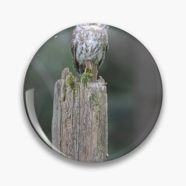 Item preview, Tawny owl on an old tree trunk designed and sold by BCBphotography.