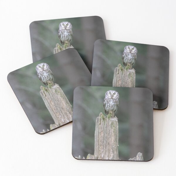 Item preview, Tawny owl on an old tree trunk designed and sold by BCBphotography.